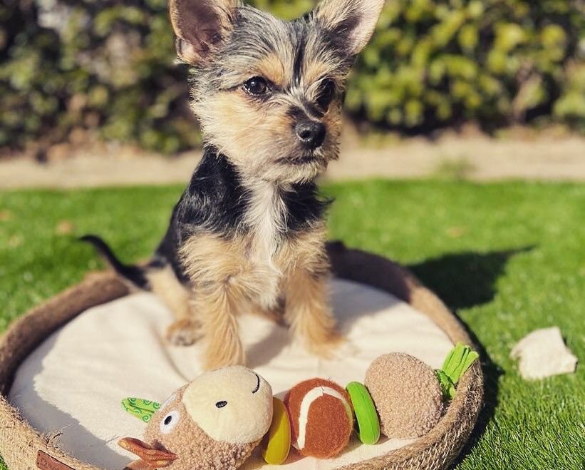 Cat and Dog Bed; Cat Dog Basket; Round Pet basket; Environmental Friendly Handmade Jute Cat & Dog Bed