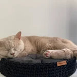 Cat and Dog Bed available in 45 Colours; Wood Base Cotton Side Cat Dog Basket; Pet basket; Handmade Environmental Friendly Cat & Dog Bed