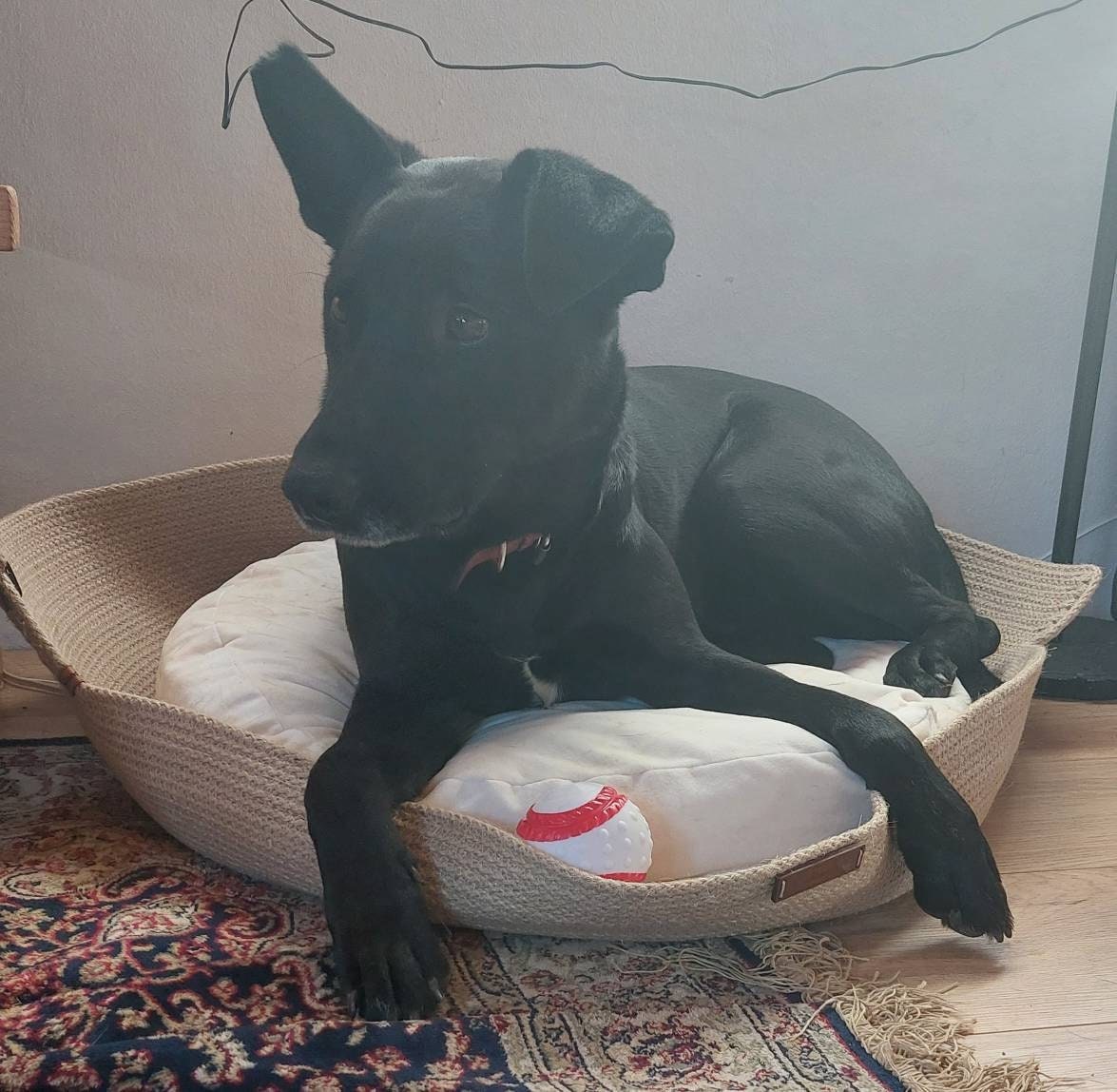 XL Dog Cat Bed (70 cm - 27.5 inches) Cat and Dog Bed; Cat Dog Basket; Pet basket; Environmental Friendly Handmade Jute Cat & Dog Bed