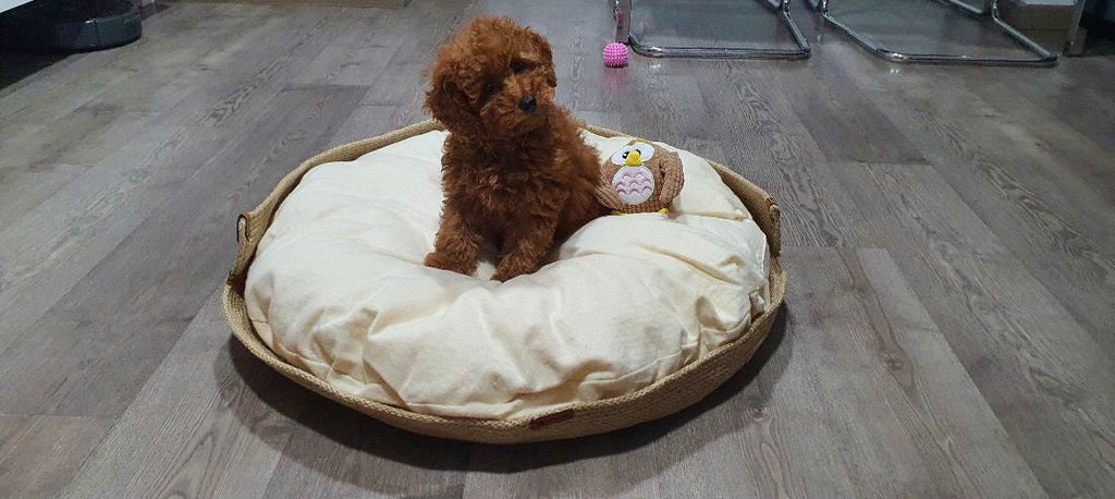 XL Dog Cat Bed (70 cm - 27.5 inches) Cat and Dog Bed; Cat Dog Basket; Pet basket; Environmental Friendly Handmade Jute Cat & Dog Bed